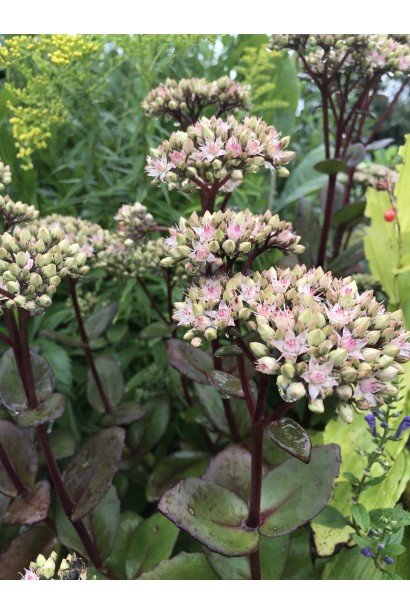 Очиток гібридний Матрона квіти